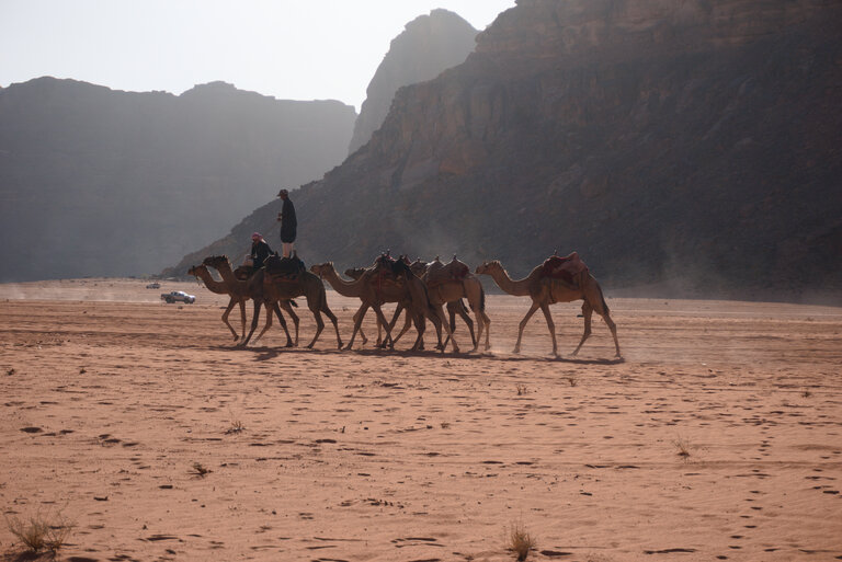 See Wadi Rum camel riding