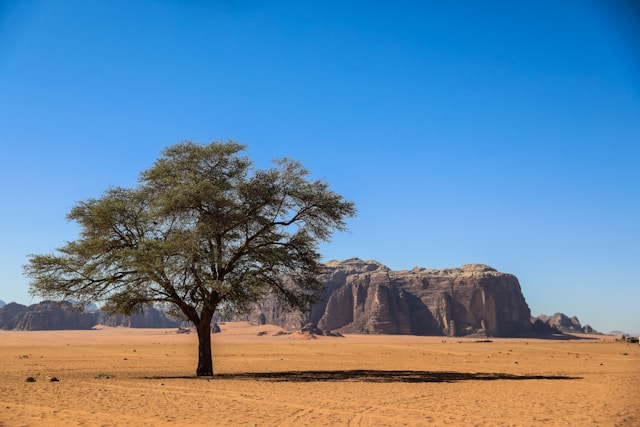 Wadi Rum tree