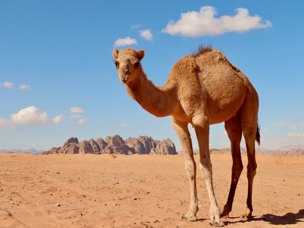 camel in wadi rum desert