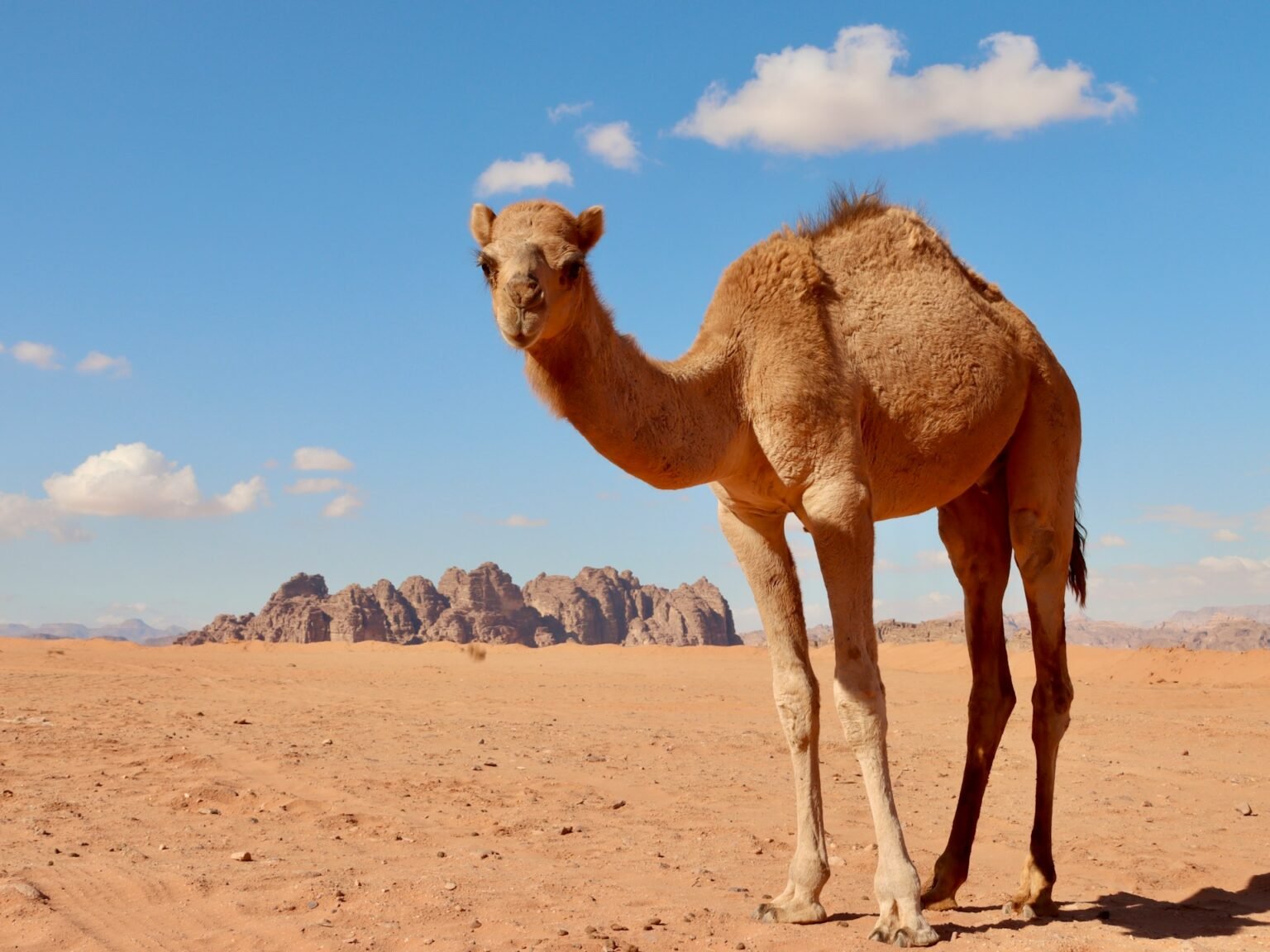 Arabian Desert: Facts, Geography and Climate | See Wadi Rum