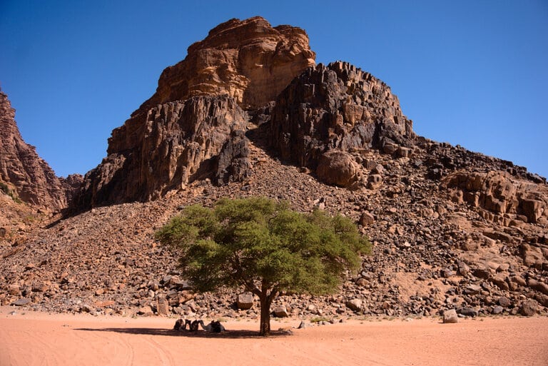 a lone tree near lawrence spring in wadi rum jordan