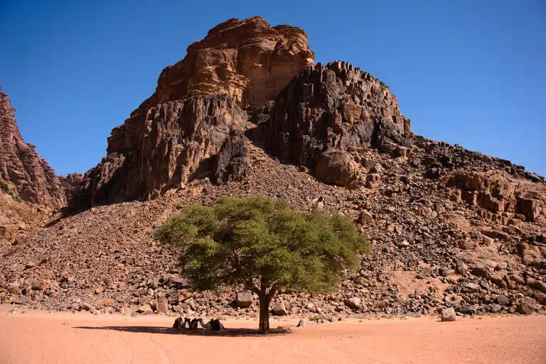 a lone tree near lawrence spring in wadi rum jordan